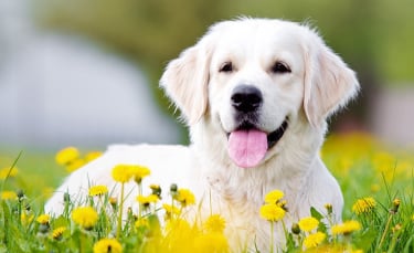 Illustration : "Qu'est-ce que la phytothérapie pour chien ?"