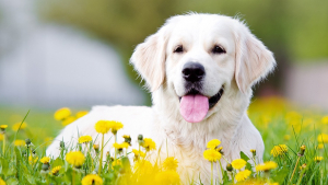 Illustration : Qu'est-ce que la phytothérapie pour chien ?