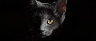 Illustration : "Un chat tué par des chiens de chasse dans les Côtes-d’Armor"