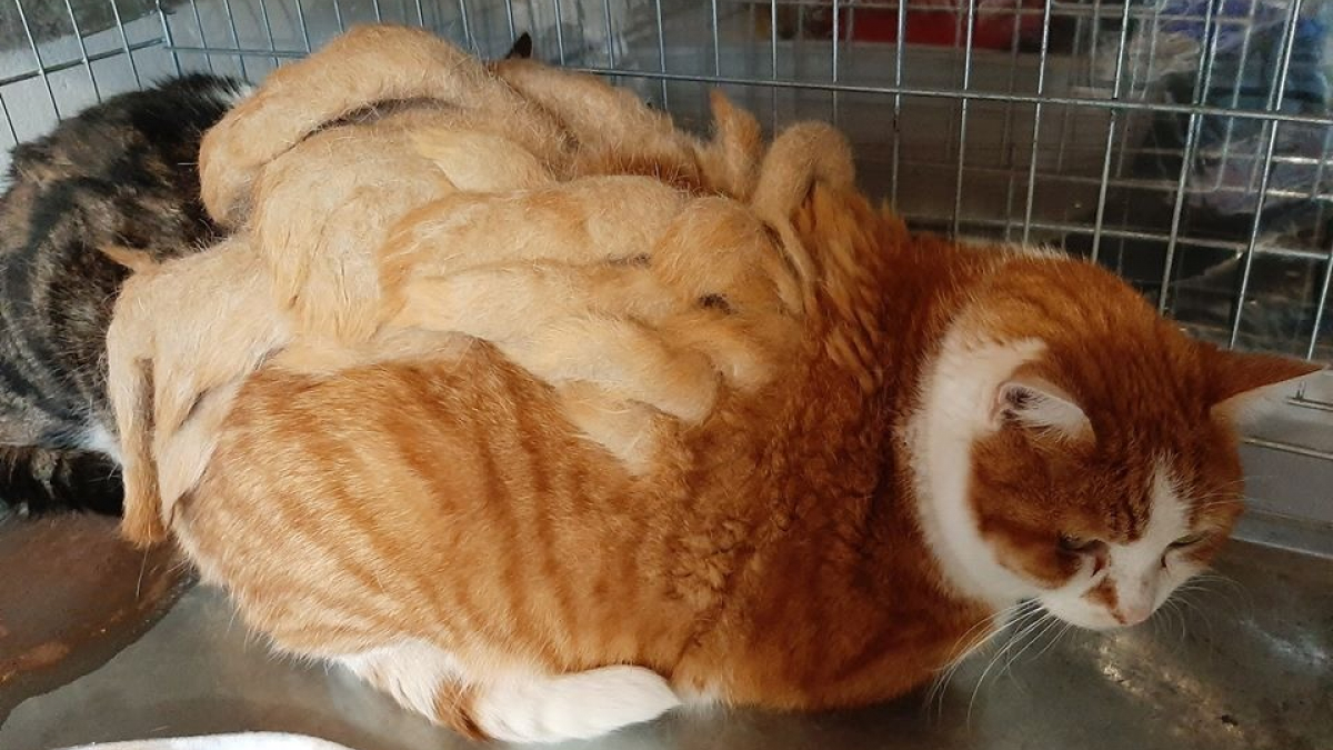 Illustration : "Obèse, ce chat portait sur le dos plus de deux kilos de dreadlocks avant d'être recueilli  ! "