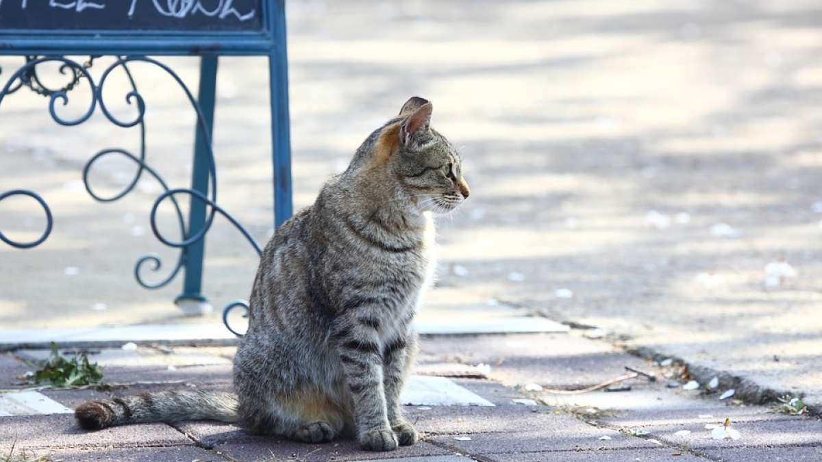 Illustration : "Laisser son chat dehors ? C'est interdit selon la justice Européene ! "