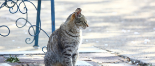 Illustration : "Laisser son chat dehors ? C'est interdit selon la justice Européene ! "