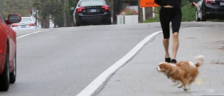 Illustration : "Les chiens de Courteney Cox sauvés par un automobiliste après s’être retrouvés sur une autoroute"