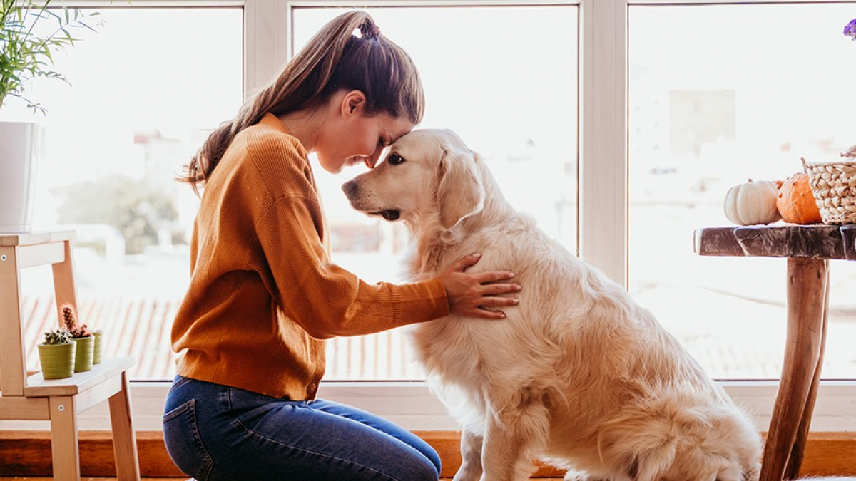 Illustration : "Dans quels cas utiliser la phytothérapie pour son chien ?"