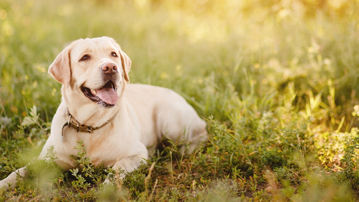 Illustration : "Les bienfaits de la phytothérapie pour chien"