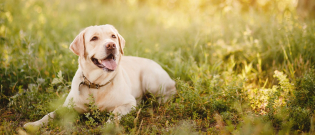 Illustration : "Les bienfaits de la phytothérapie pour chien"
