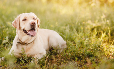 Illustration : "Les bienfaits de la phytothérapie pour chien"