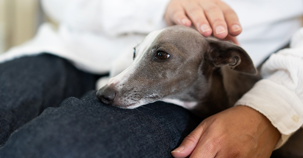 Calmer Les Ardeurs D'un Chien Male Homéopathie