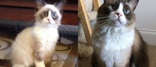 Illustration : "17 chatons devenus de superbes chats : leur transformation en images"