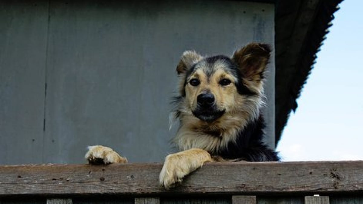 Illustration : "Un chien sort indemne après l’effondrement d’un rocher sur sa maison !"