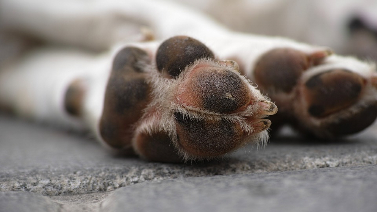 Illustration : "La SPA Dunoise sauve plusieurs animaux d’un logement insalubre, mais perd 7 chiots et chiens !"