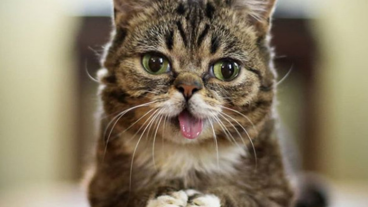 Illustration : "Lil Bub, chatte star des réseaux sociaux, est décédée"