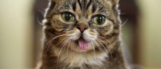 Illustration : "Lil Bub, chatte star des réseaux sociaux, est décédée"