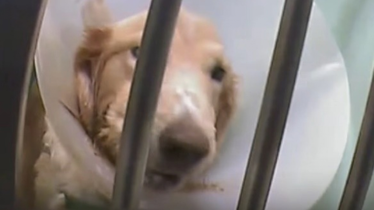 Illustration : "Avant le Téléthon, PETA appelle à manifester contre les expériences sur les chiens en laboratoire"