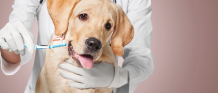 Illustration : "La phytothérapie pour traiter la maladie parodontale du chien"