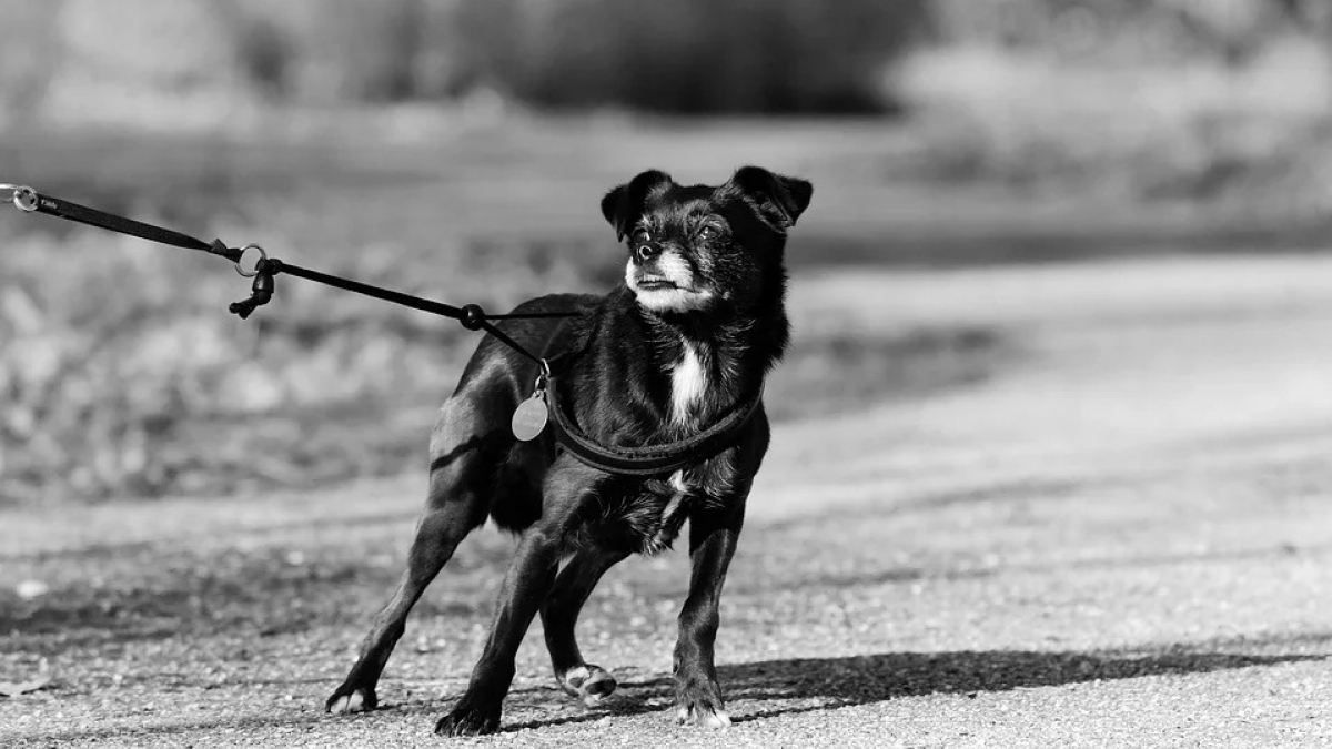 Illustration : "Une quinquagénaire condamnée pour avoir étranglé son chien avec sa laisse !"