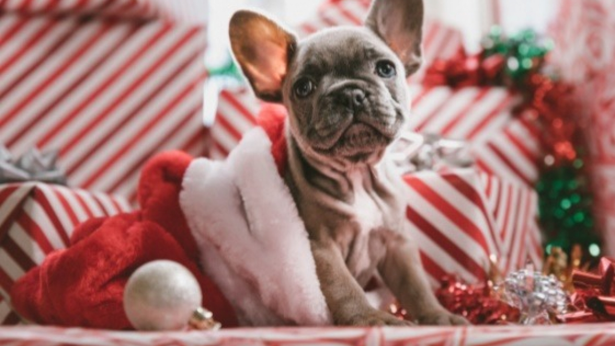 Illustration : "Vous comptez offrir un chien pour Noël ? Réfléchissez-y à 2 fois"