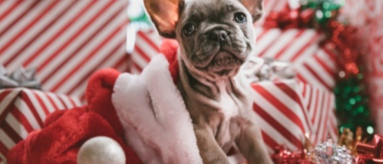 https://www.woopets.fr/assets/img/007/524/bannerbig/vous-comptez-offrir-un-chien-pour-noel-reflechissez-y-a-2-fois.jpg