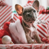Illustration : Vous comptez offrir un chien pour Noël ? Réfléchissez-y à 2 fois