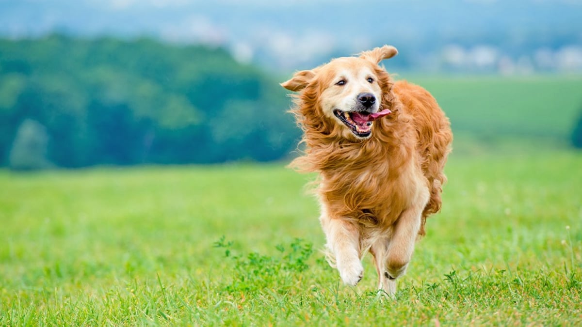 L'arthrose du chien