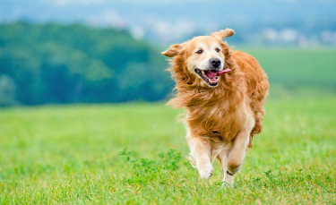 Illustration : "La phytothérapie pour traiter l'arthrose du chien"
