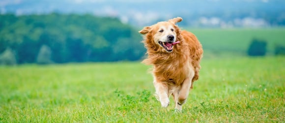 Illustration : "La phytothérapie pour traiter l'arthrose du chien"