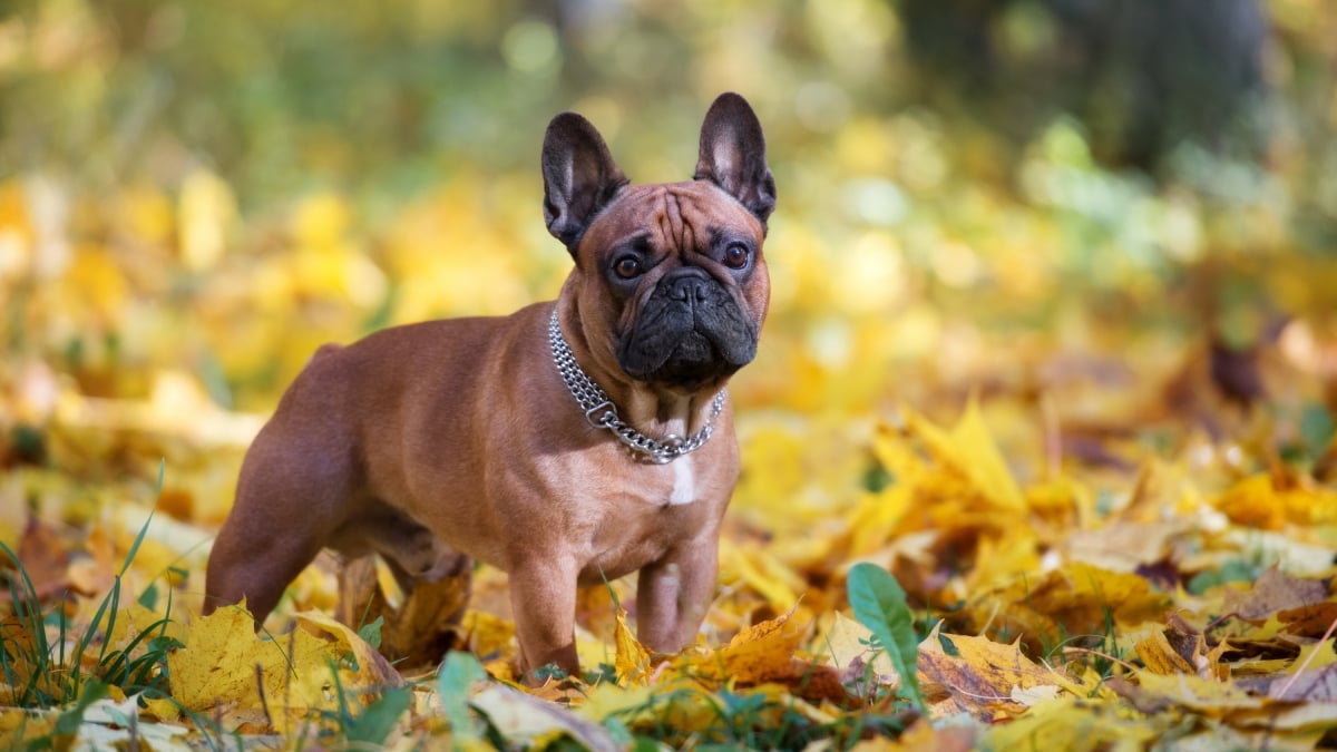 Illustration : "La hernie discale chez le chien"