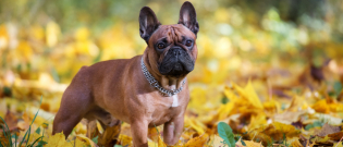 Illustration : "La hernie discale chez le chien"