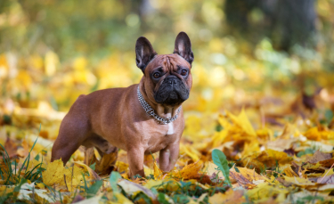 Illustration : "La hernie discale chez le chien"
