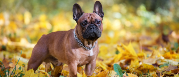 Illustration : "La hernie discale chez le chien"