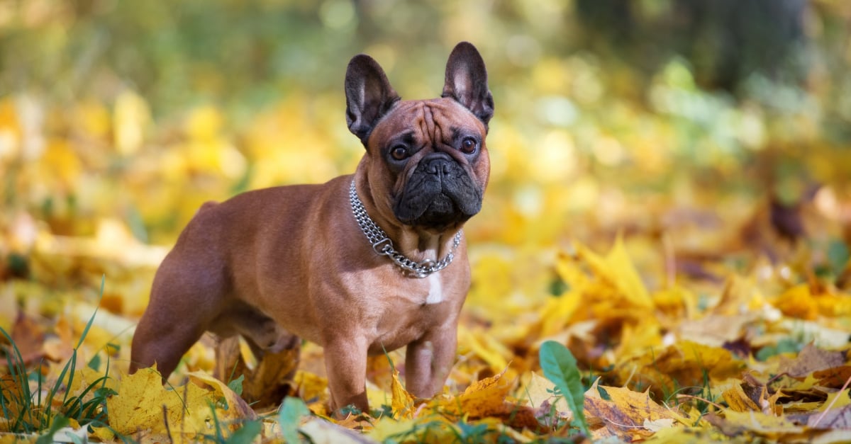La Hernie Discale Chez Le Chien Predispositions Symptomes Examens Et Traitements
