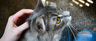 Illustration : "L'hyperthyroïdie chez le chat"