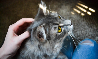 Illustration : "L'hyperthyroïdie chez le chat"