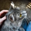 Illustration : L'hyperthyro&iuml;die chez le chat