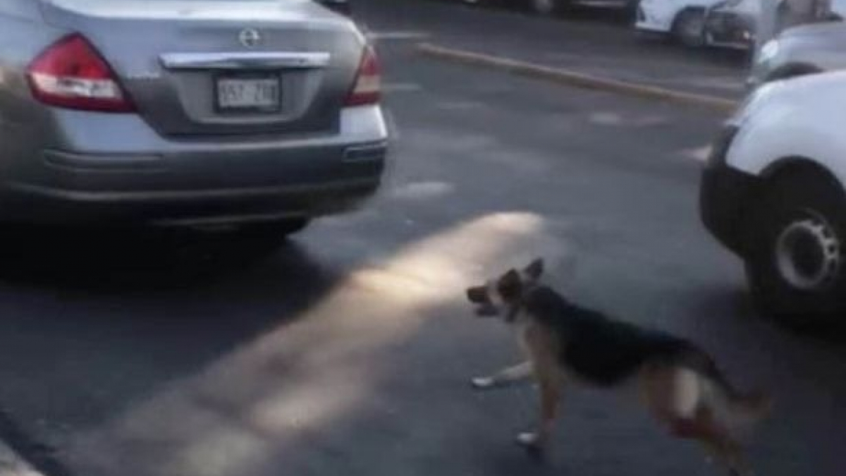 Illustration : "Abandonné, un chien poursuit désespérément la voiture de ses propriétaires ! (Vidéo)"