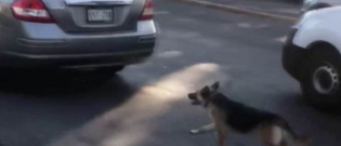 Illustration : "Abandonné, un chien poursuit désespérément la voiture de ses propriétaires ! (Vidéo)"