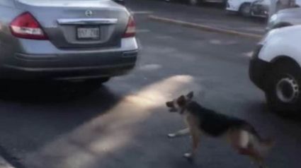 Illustration : Abandonné, un chien poursuit désespérément la voiture de ses propriétaires ! (Vidéo)