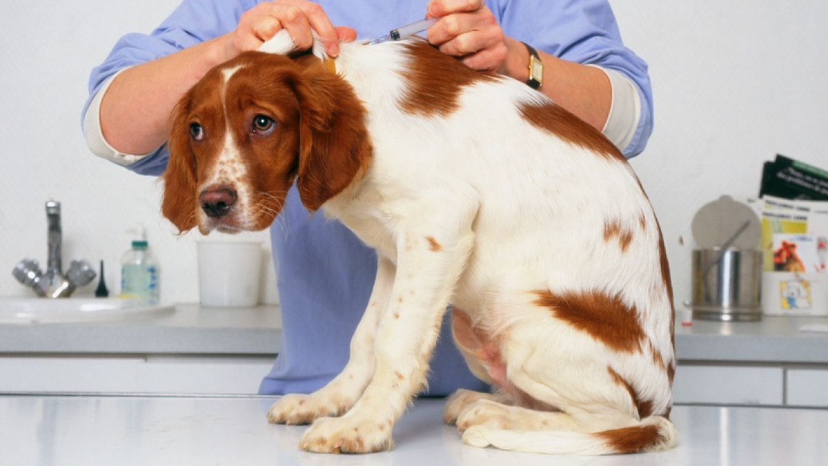 Illustration : "Plusieurs chiens morts en 2 semaines : une épidémie de parvovirose en cause ? "