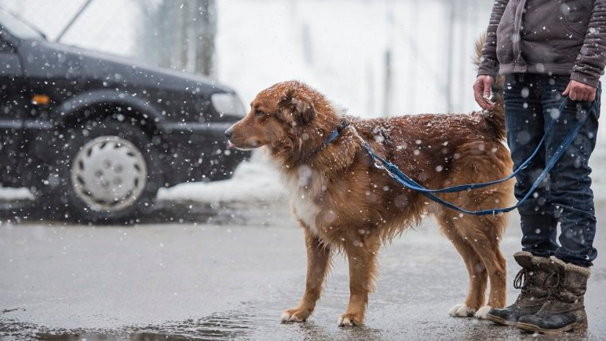 Illustration : "7 dangers de l'hiver qui guettent votre chien"