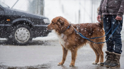 Illustration : 7 dangers de l'hiver qui guettent votre chien