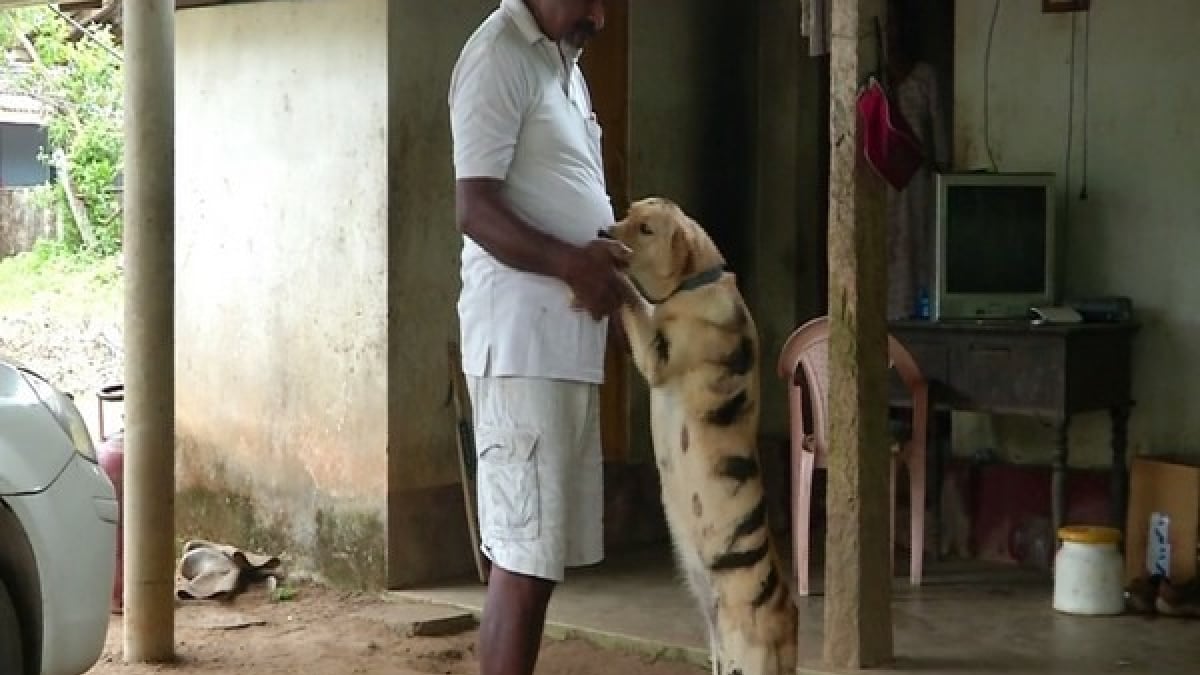 Illustration : "Un fermier peint son chien en tigre pour protéger ses champs des rôdeurs "