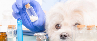 Illustration : "L'homéopathie pour soigner les maladies du chien"