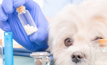 Illustration : "L'homéopathie pour soigner les maladies du chien"