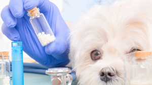 Illustration : L'homéopathie pour soigner les maladies du chien
