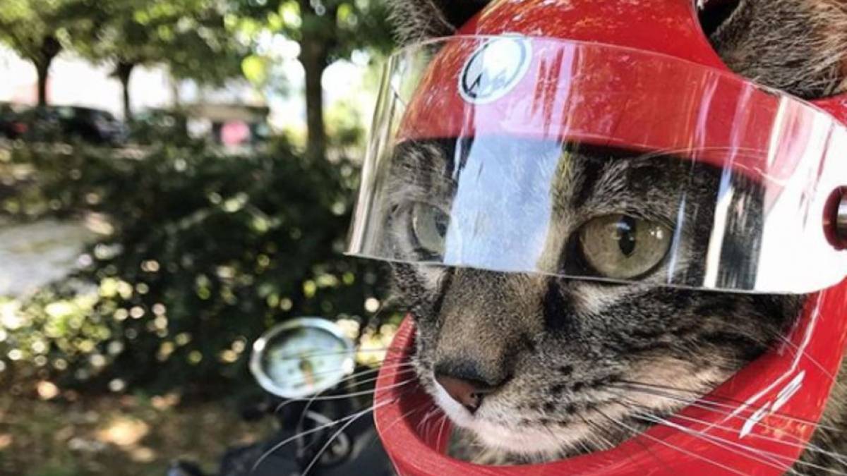 Illustration : "Sauvée par son maître, Cathode le chat connaît aujourd'hui le succès sur les réseaux "