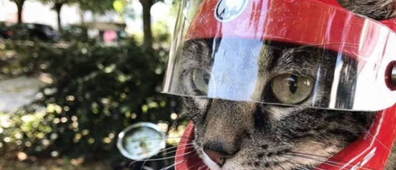 Sauvee Par Son Maitre Cathode Le Chat Connait Aujourd Hui Le Succes Sur Les Reseaux Sauvee Par Son Maitre Cathode Le Chat Connait Aujourd Hui Le Succes Sur Les Reseaux