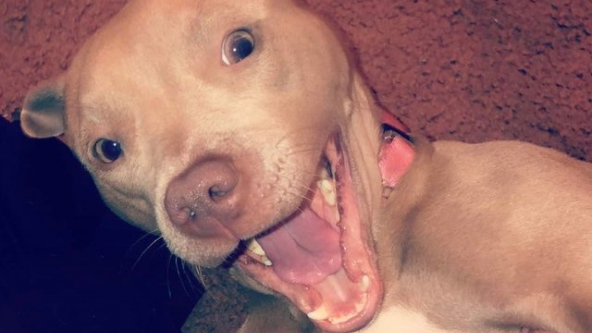 Illustration : "13 chiens qui arborent leurs plus beaux sourires pour illuminer votre journée"