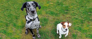 Illustration : "Woopets a testé pour vous le nouveau collier GPS pour chien Weenect Dogs 2"