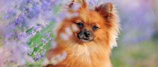Illustration : "Qu'est-ce que l'aromathérapie pour chien ?"