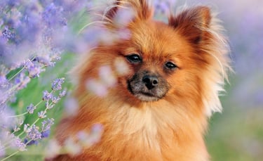 Illustration : "Qu'est-ce que l'aromathérapie pour chien ?"